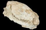 Fossil Oreodont (Merycoidodon) Skull - Wyoming #144156-3